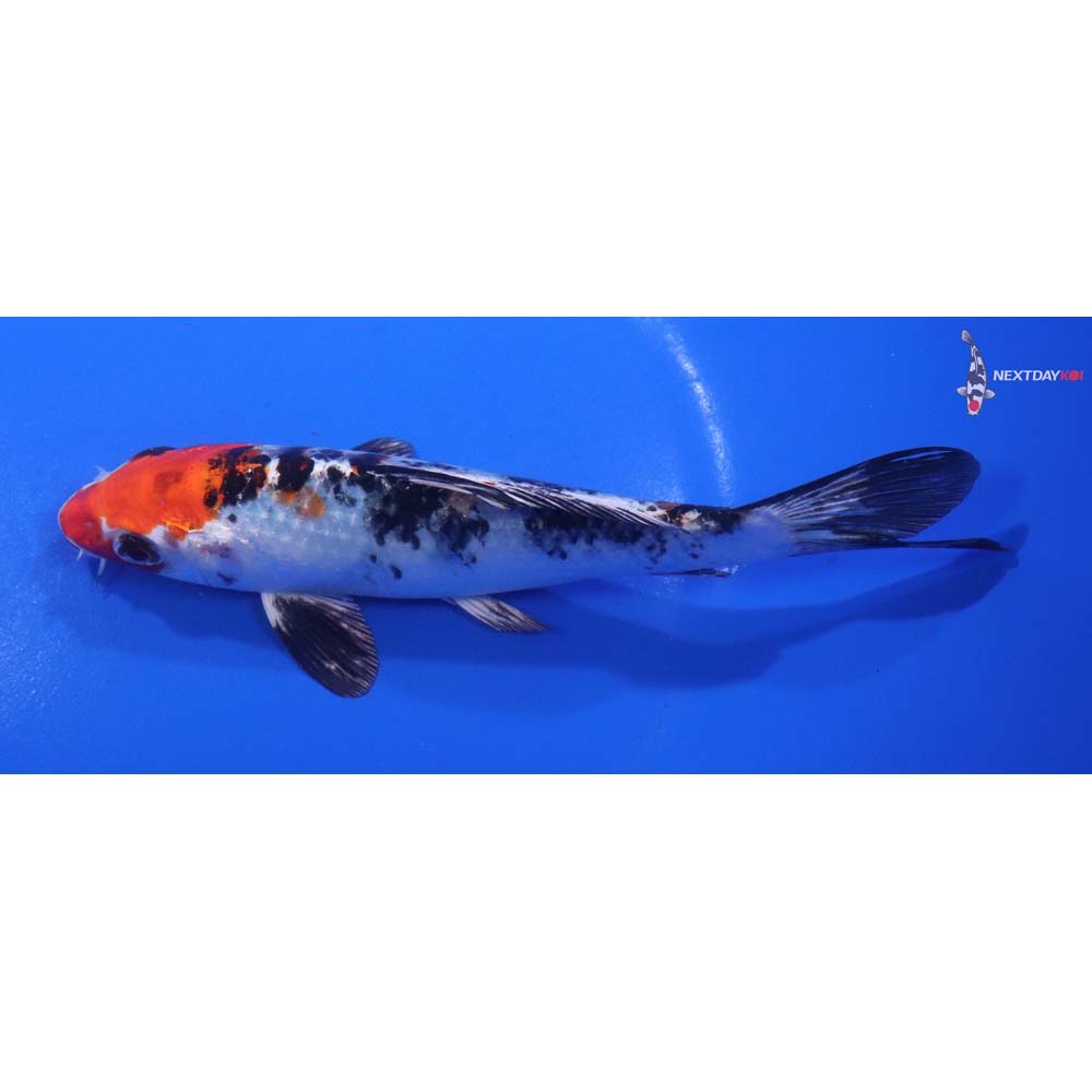 6” Imported Yamato Nishiki