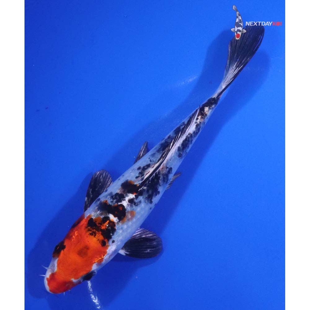 6” Imported Yamato Nishiki