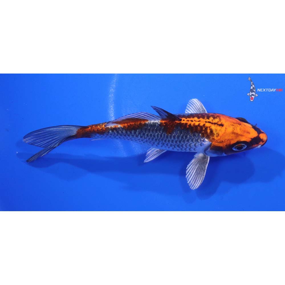 5” Imported Kujaku
