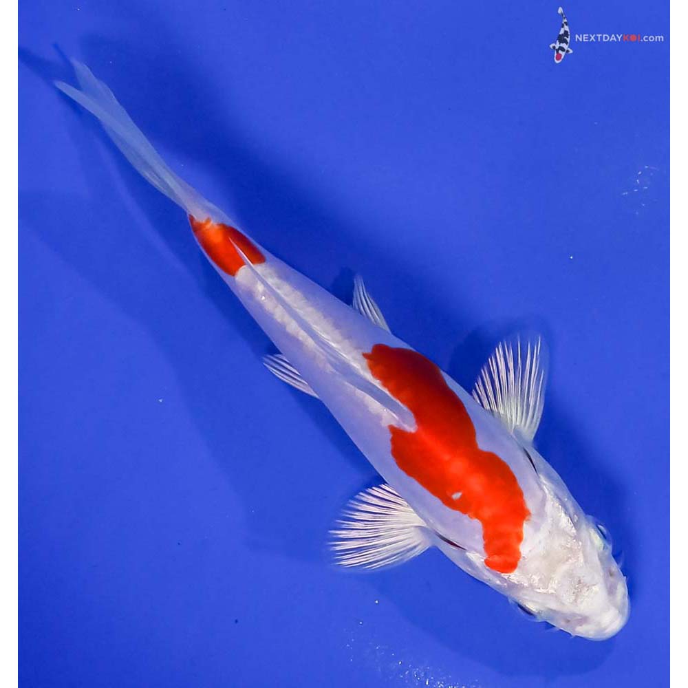 5” Imported Kikusui