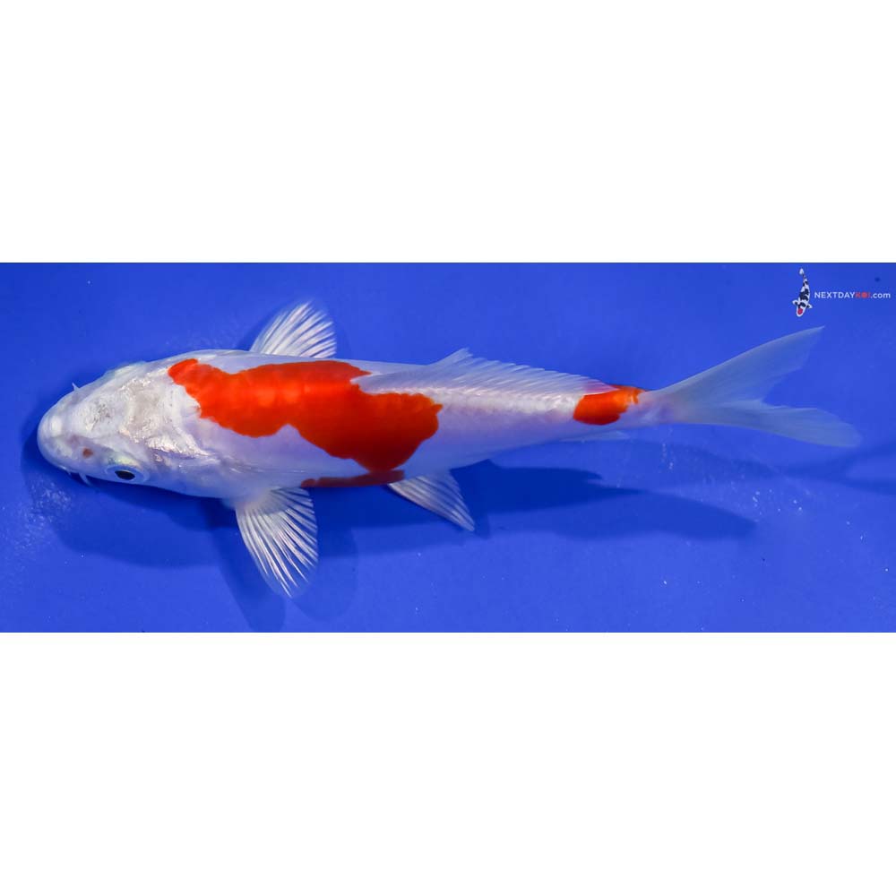 5” Imported Kikusui