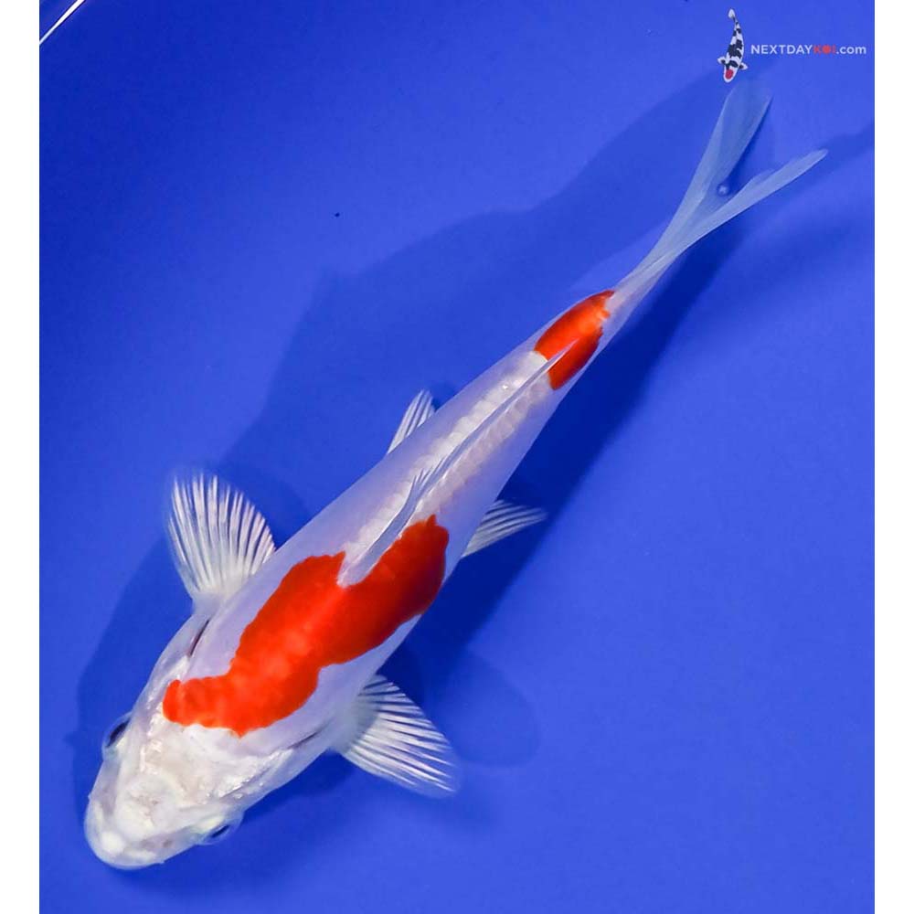 5” Imported Kikusui