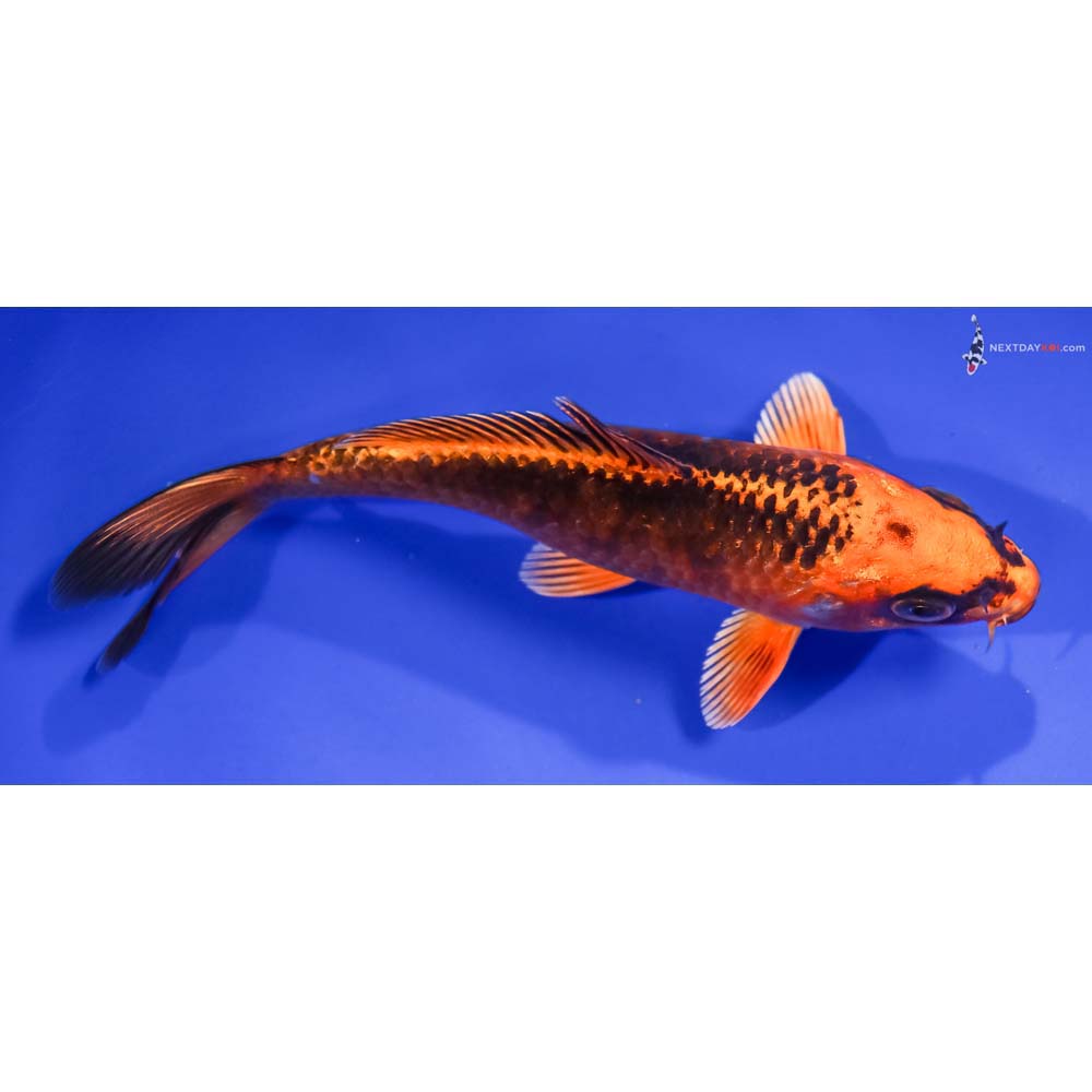 5.5” Imported Orenji Matsuba