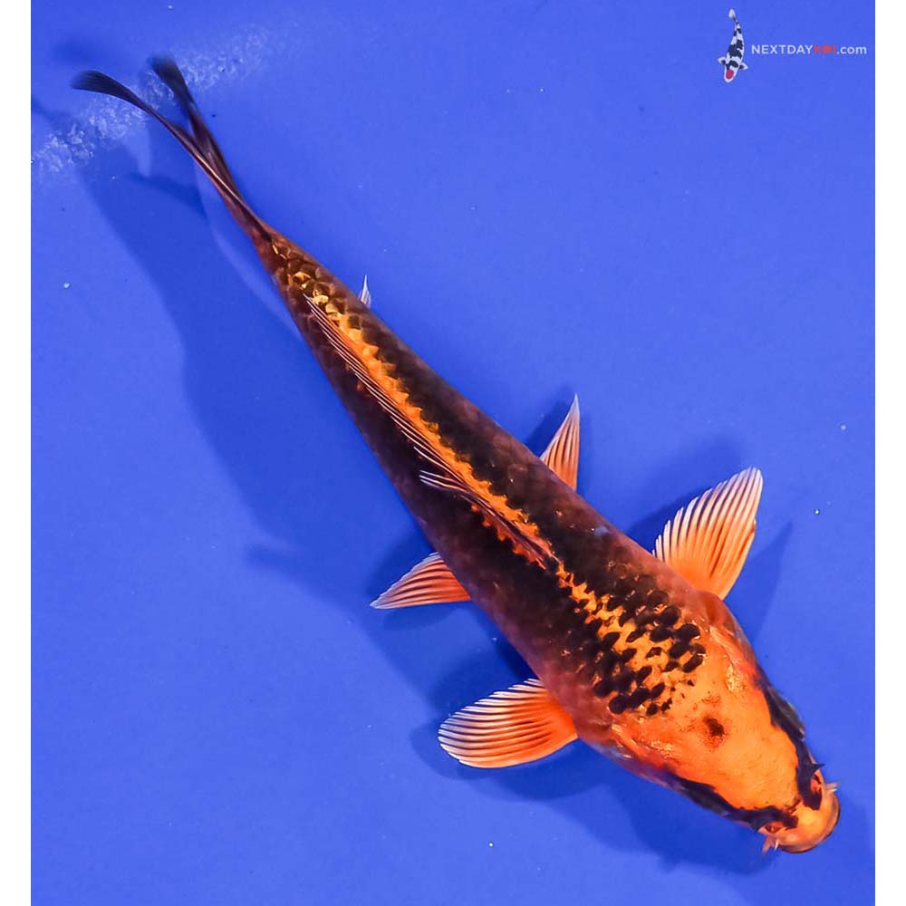 5.5” Imported Orenji Matsuba