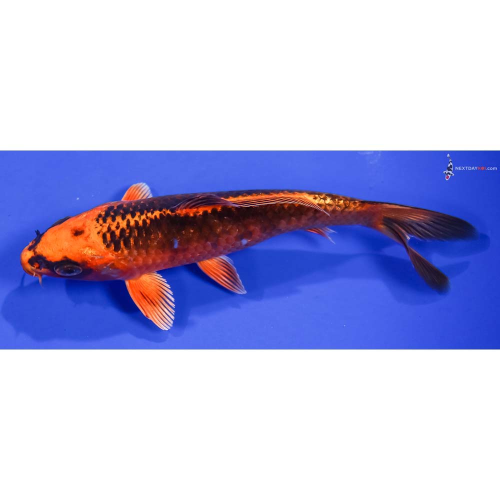 5.5” Imported Orenji Matsuba