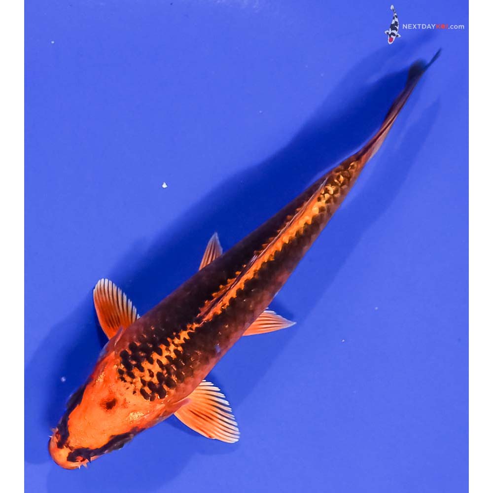 5.5” Imported Orenji Matsuba