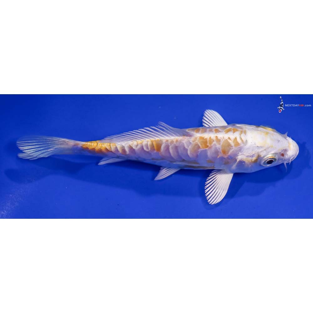 5.5” Imported Doitsu Lemon Hariwake