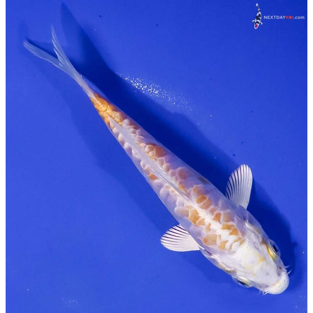 5.5” Imported Doitsu Lemon Hariwake