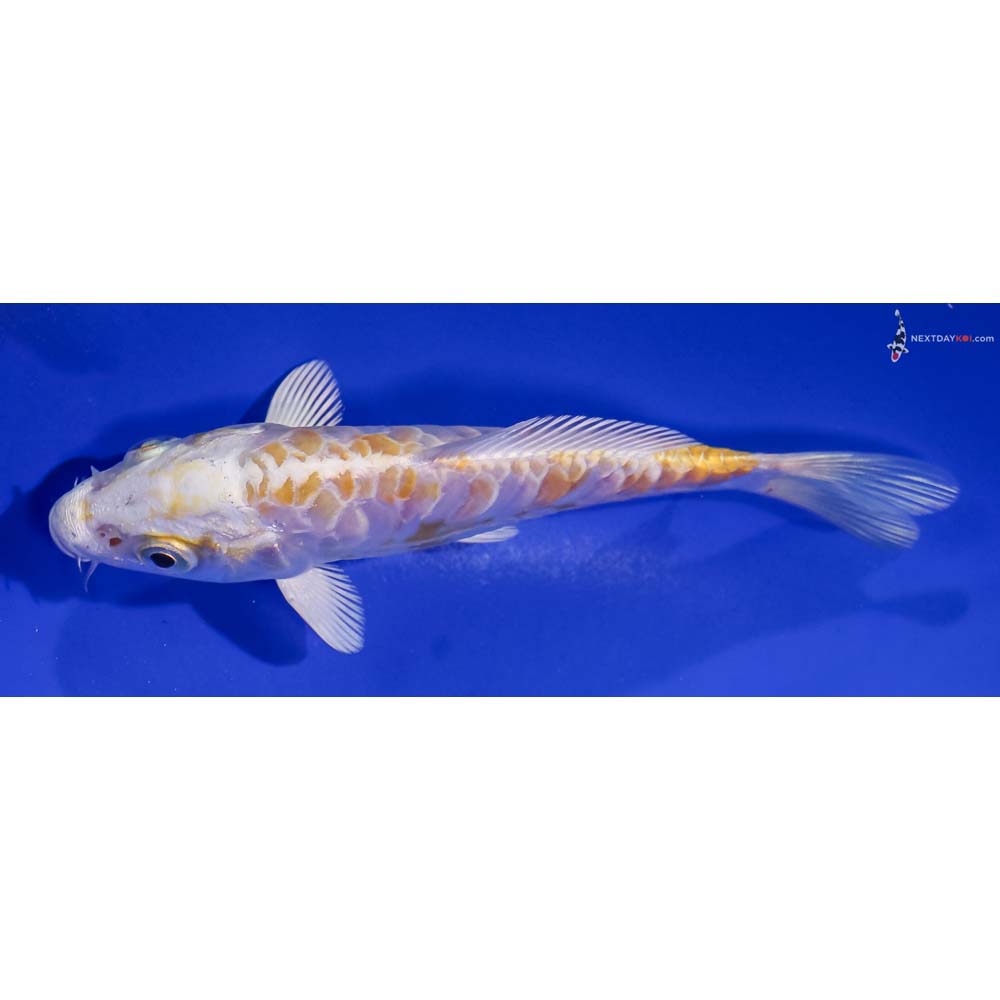 5.5” Imported Doitsu Lemon Hariwake