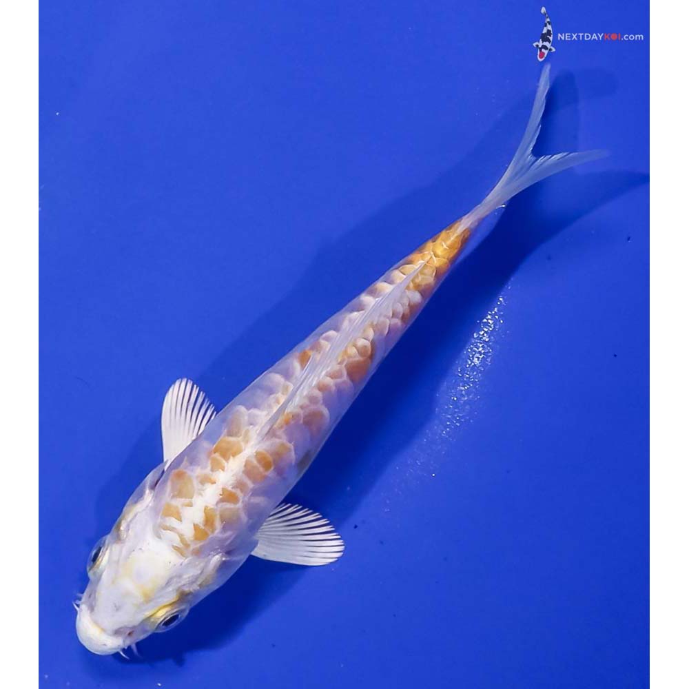 5.5” Imported Doitsu Lemon Hariwake