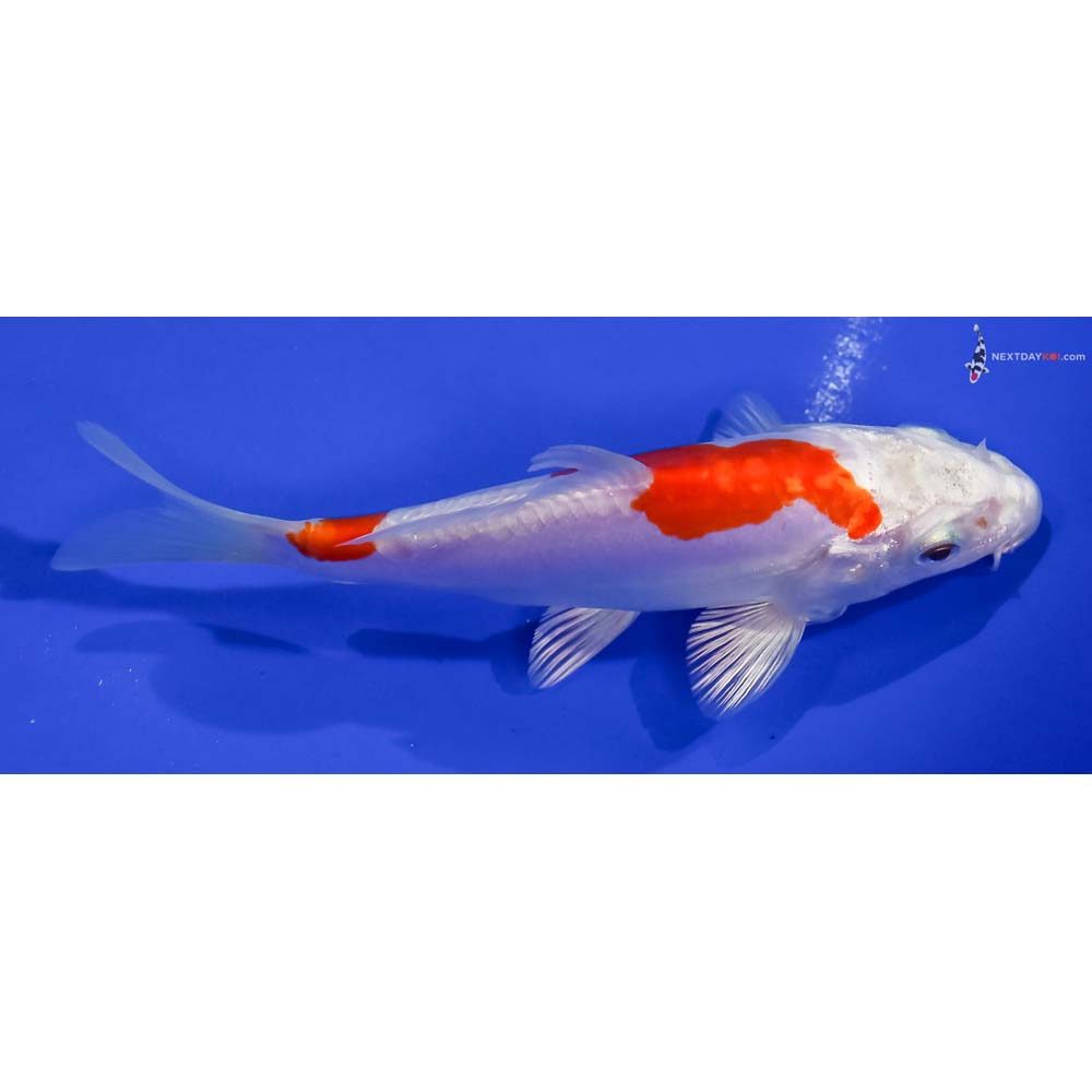 5” Imported Kikusui