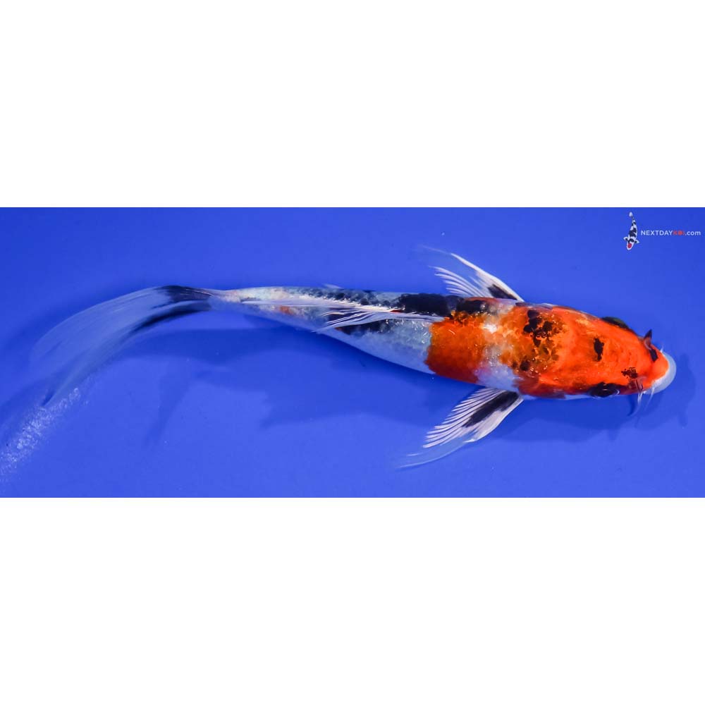 6” Imported Yamato Nishiki Butterfly Koi