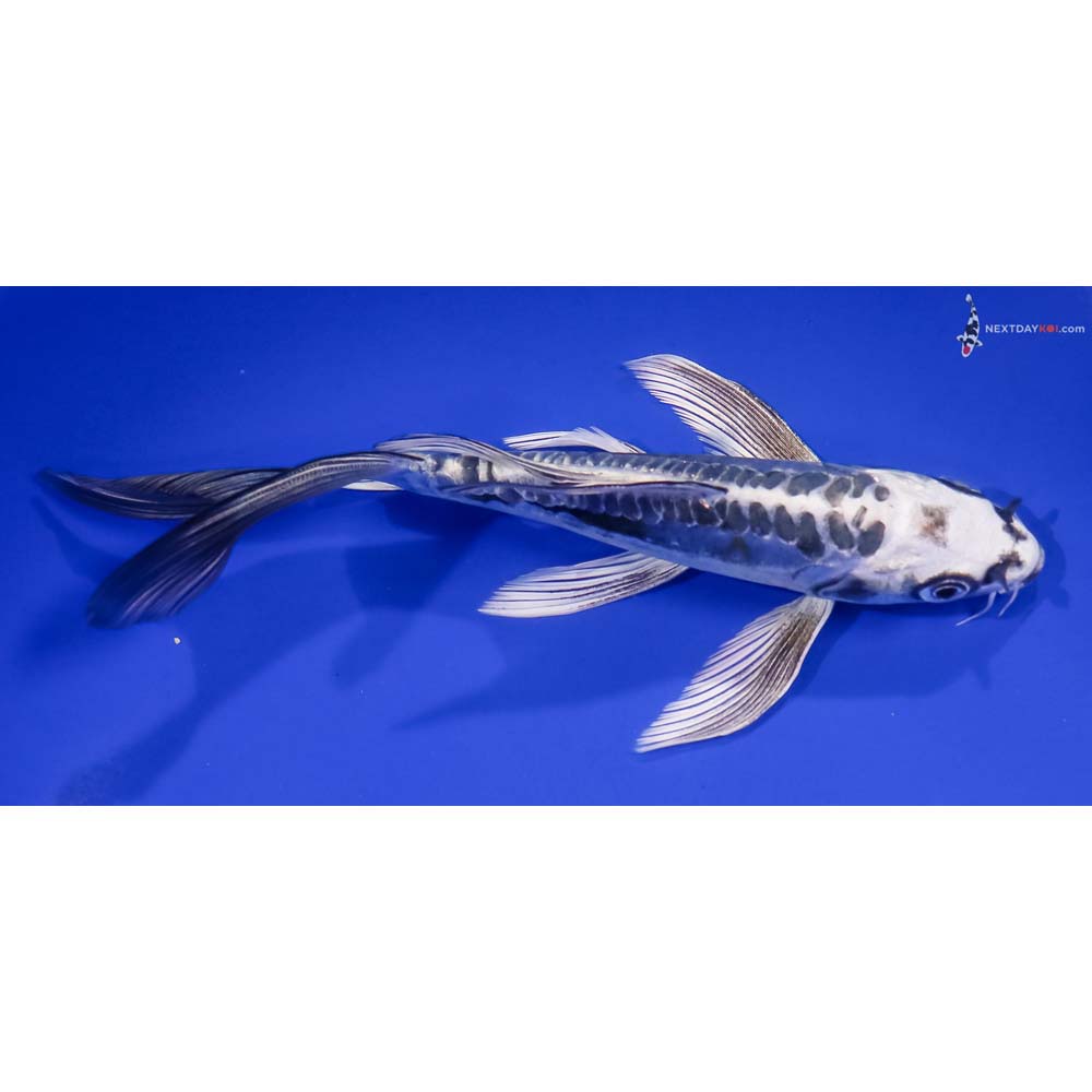 6.5” Imported Kikokuryu Butterfly Koi