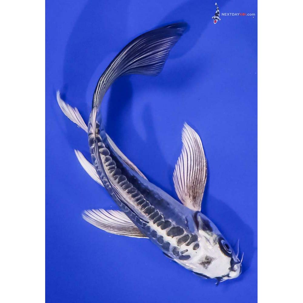 6.5” Imported Kikokuryu Butterfly Koi