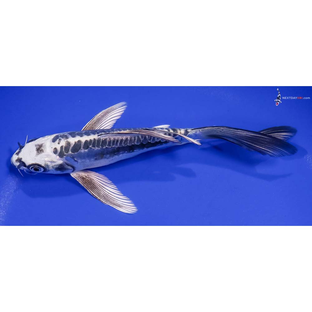 6.5” Imported Kikokuryu Butterfly Koi