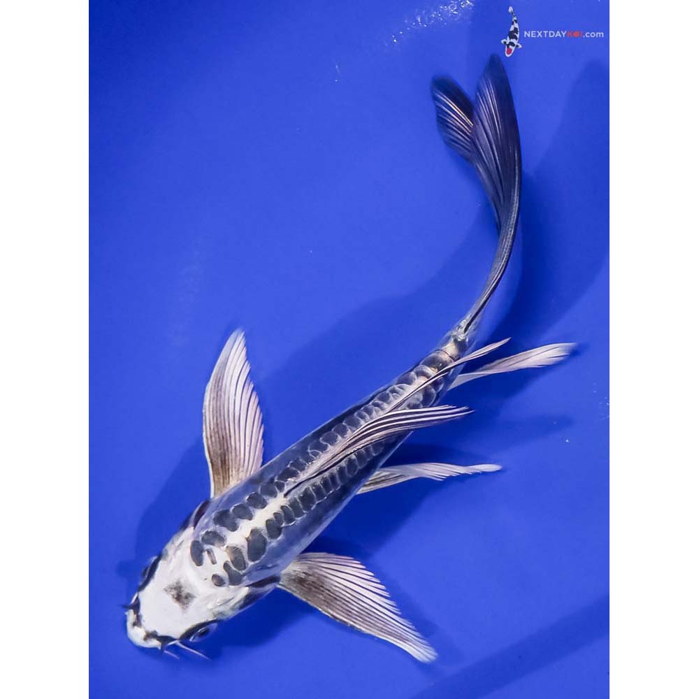 6.5” Imported Kikokuryu Butterfly Koi