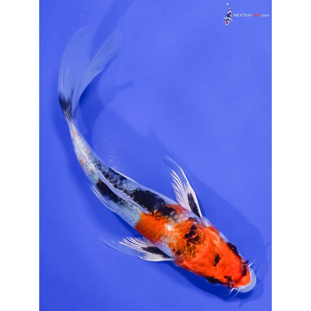6” Imported Yamato Nishiki Butterfly Koi