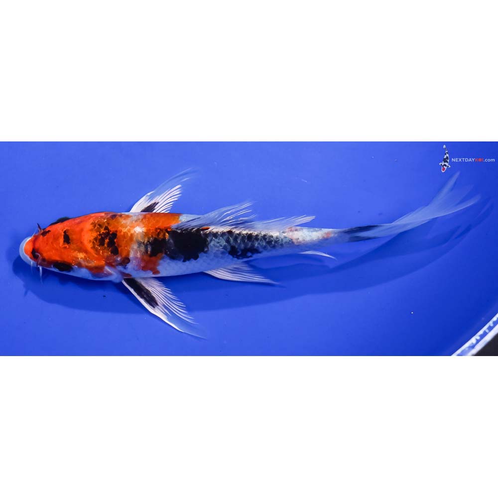 6” Imported Yamato Nishiki Butterfly Koi