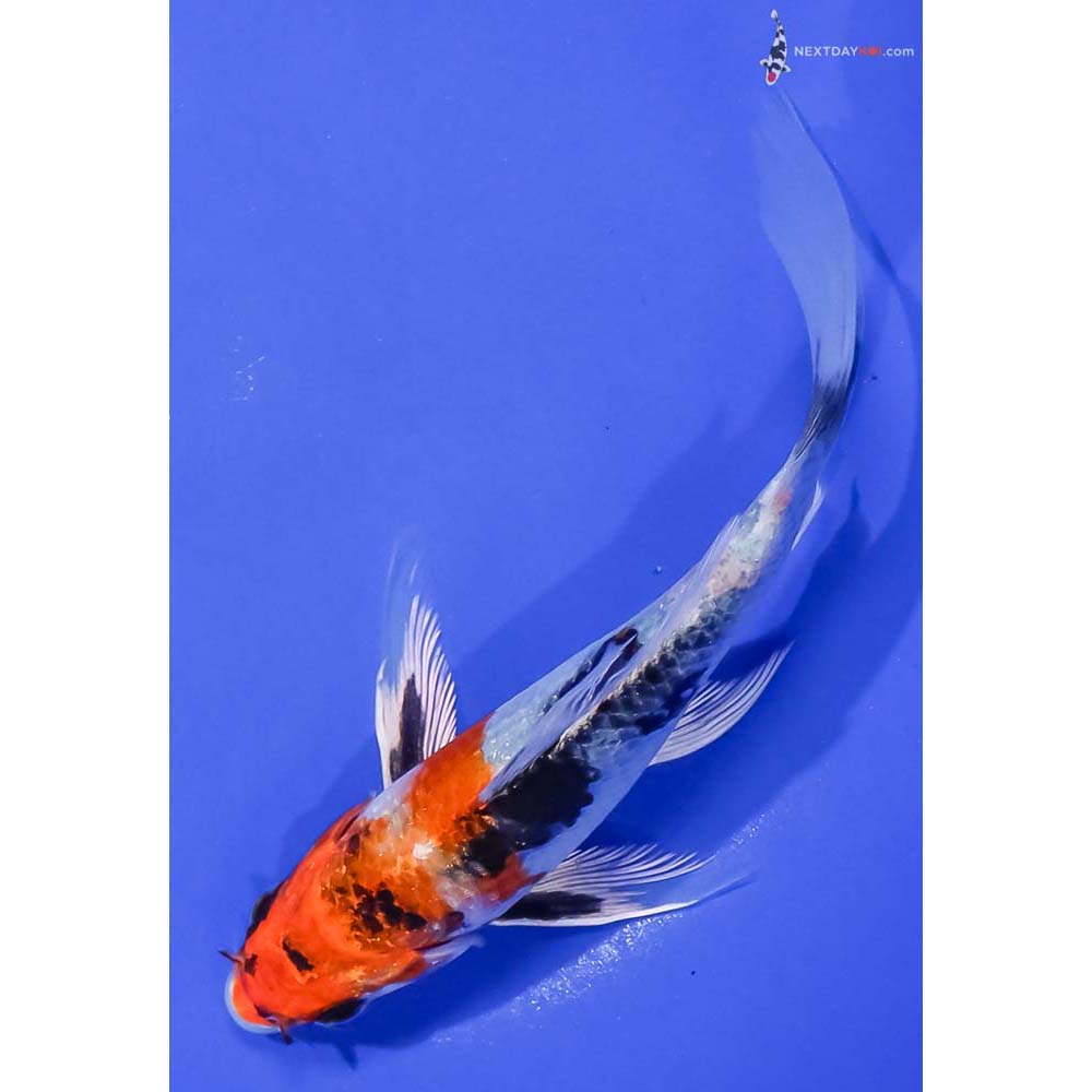 6” Imported Yamato Nishiki Butterfly Koi