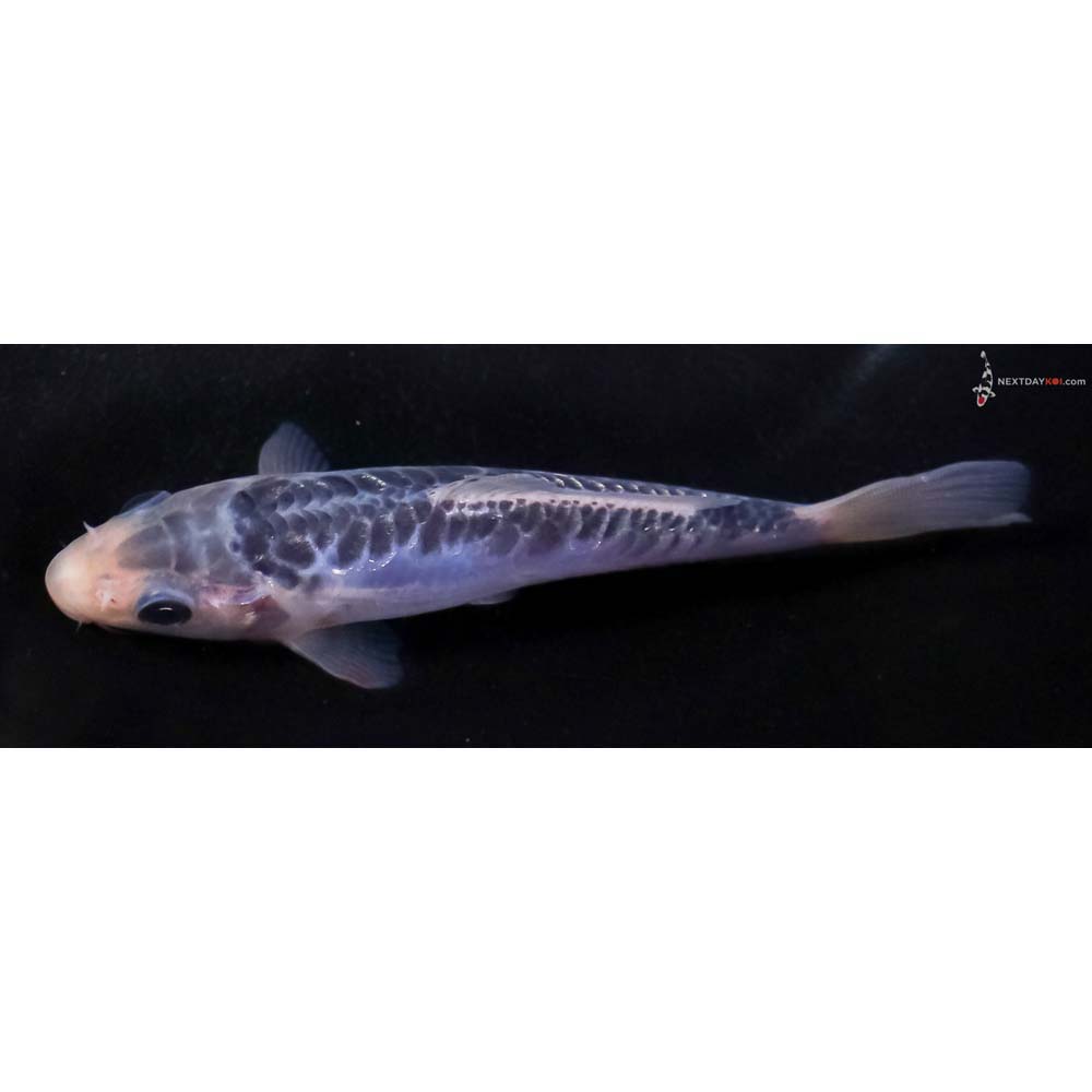 4.5” Imported Shusui