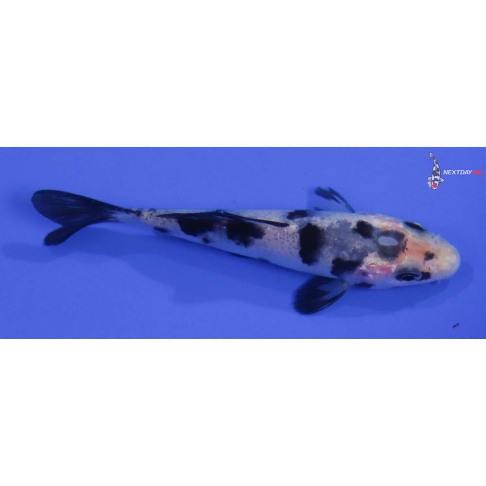 3.5” Imported Shiro Bekko