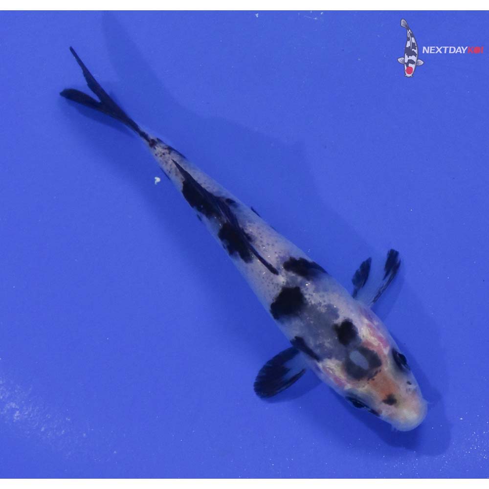 3.5” Imported Shiro Bekko