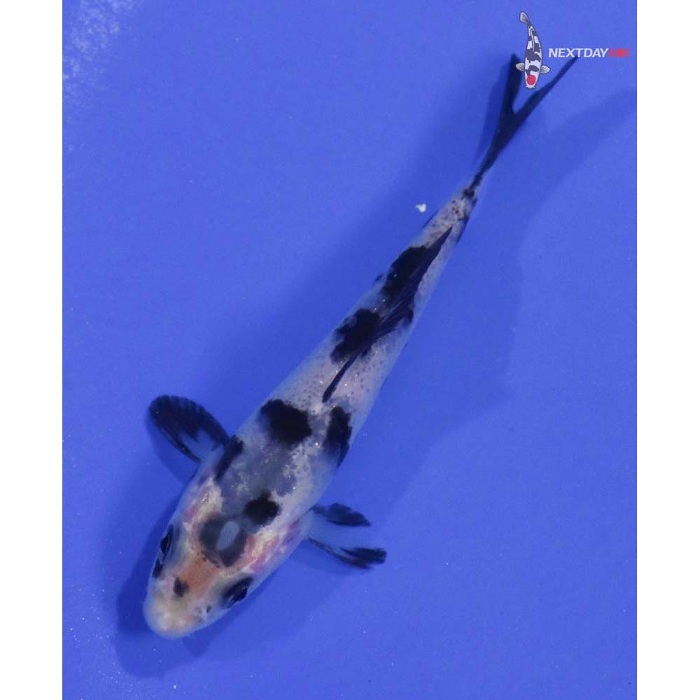 3.5” Imported Shiro Bekko
