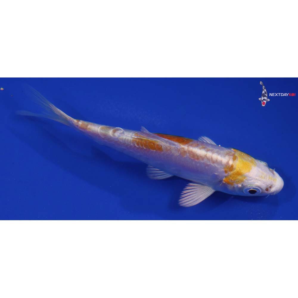 3.5” Imported Doitsu Lemon Hariwake