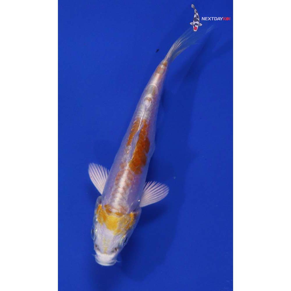 3.5” Imported Doitsu Lemon Hariwake