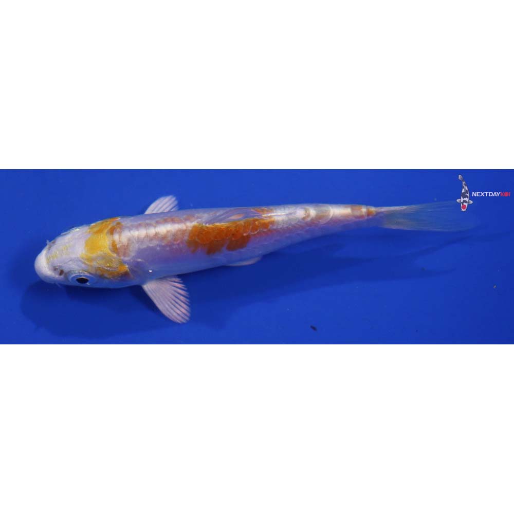 3.5” Imported Doitsu Lemon Hariwake