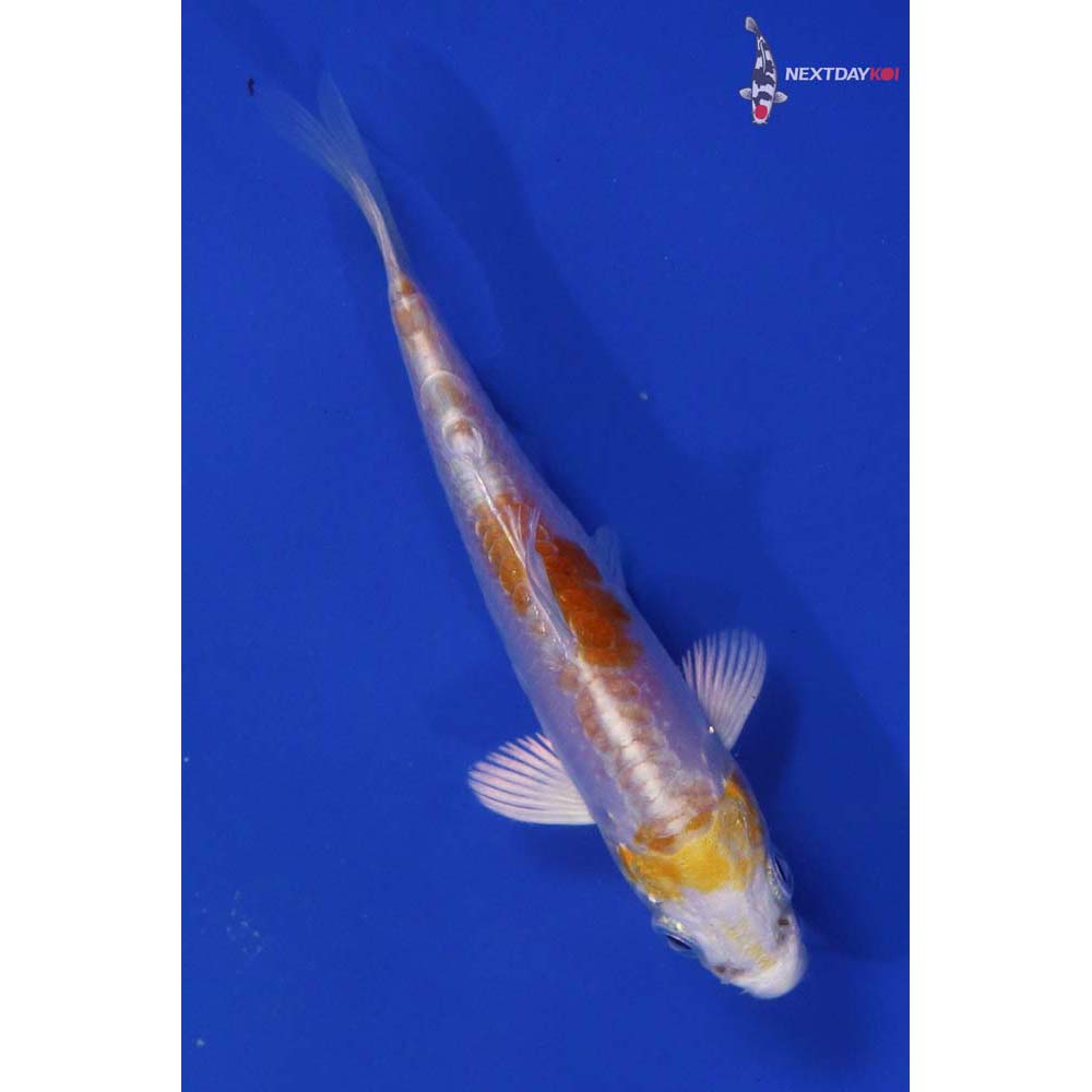 3.5” Imported Doitsu Lemon Hariwake