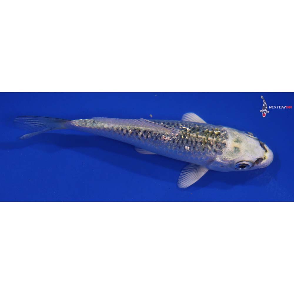 3.5” Imported Gin Rin Kujaku