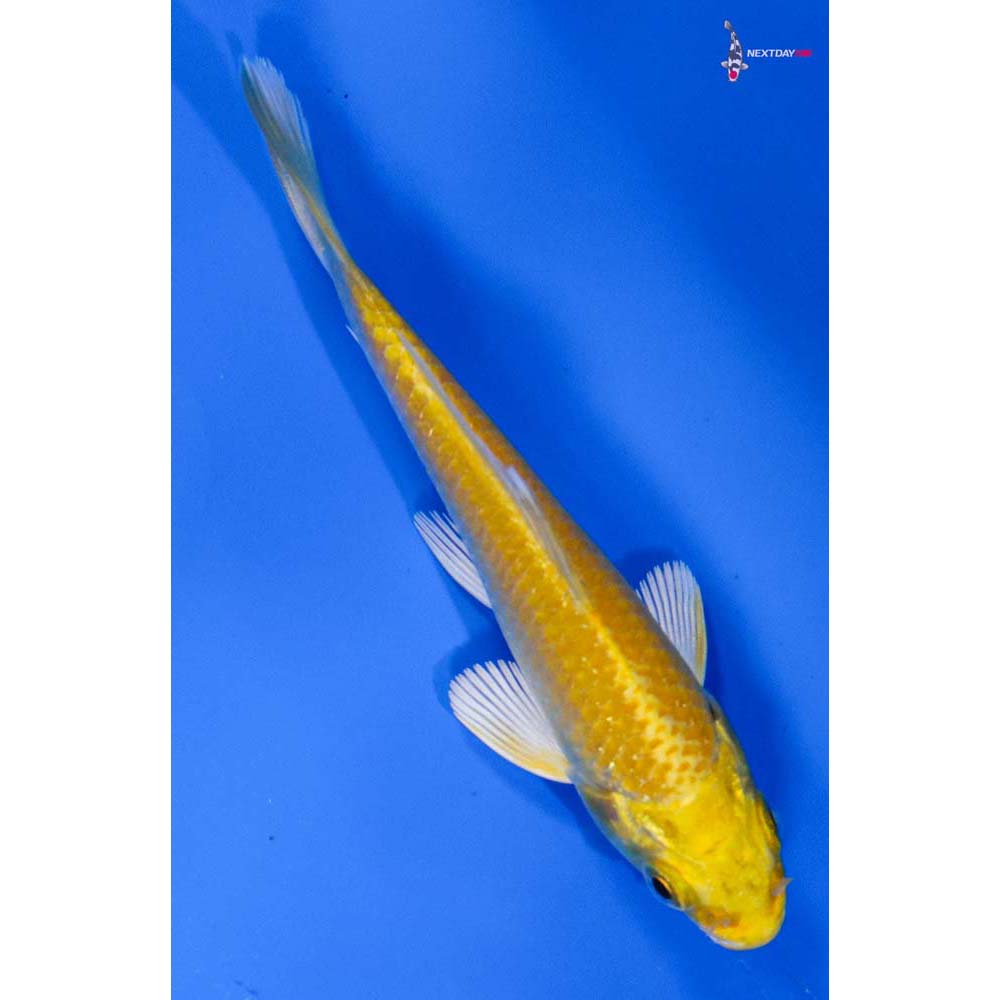 3.5” Imported Yamabuki Ogon