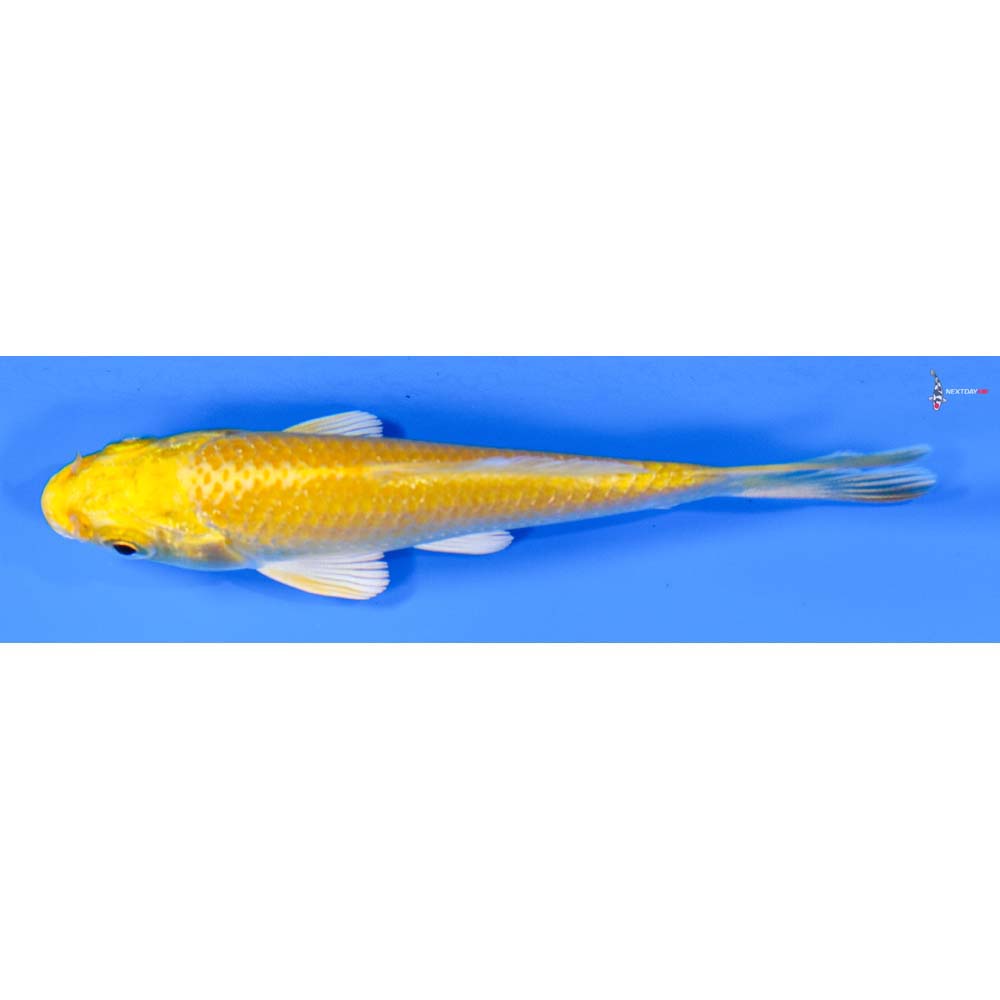 3.5” Imported Yamabuki Ogon