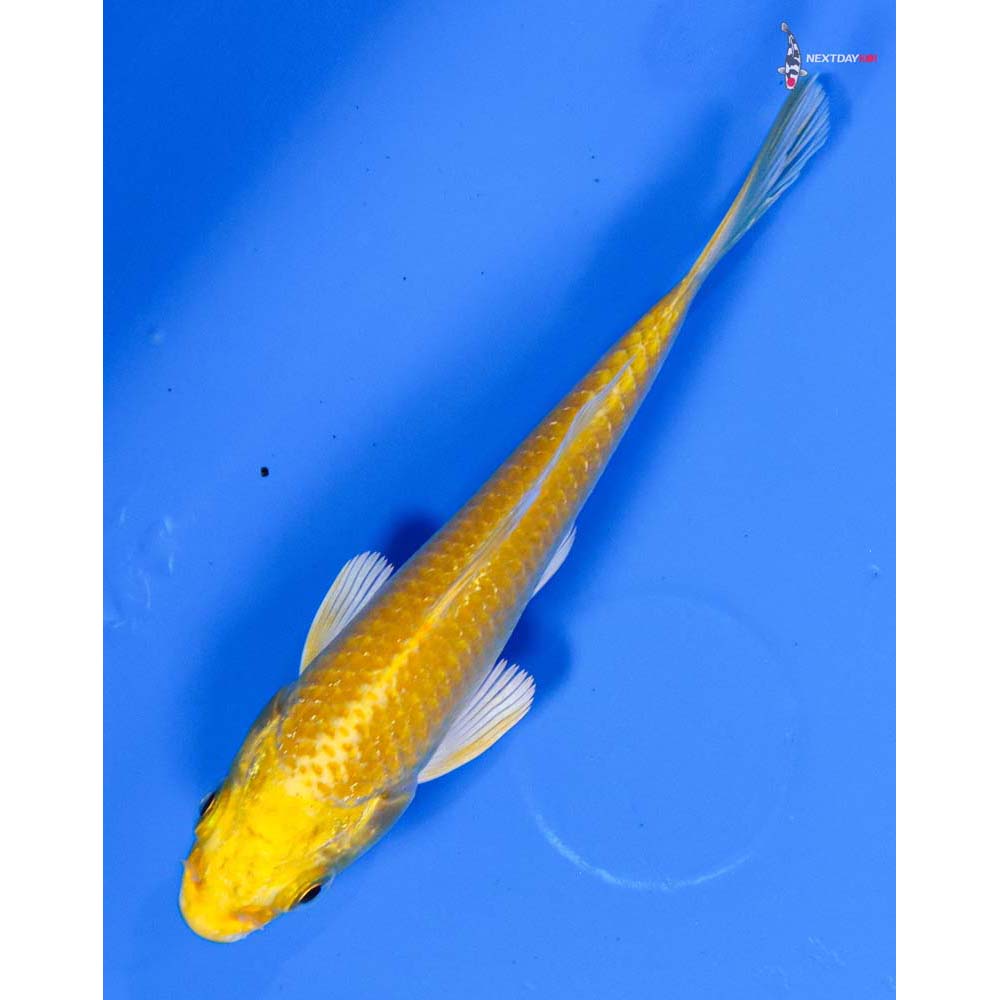 3.5” Imported Yamabuki Ogon