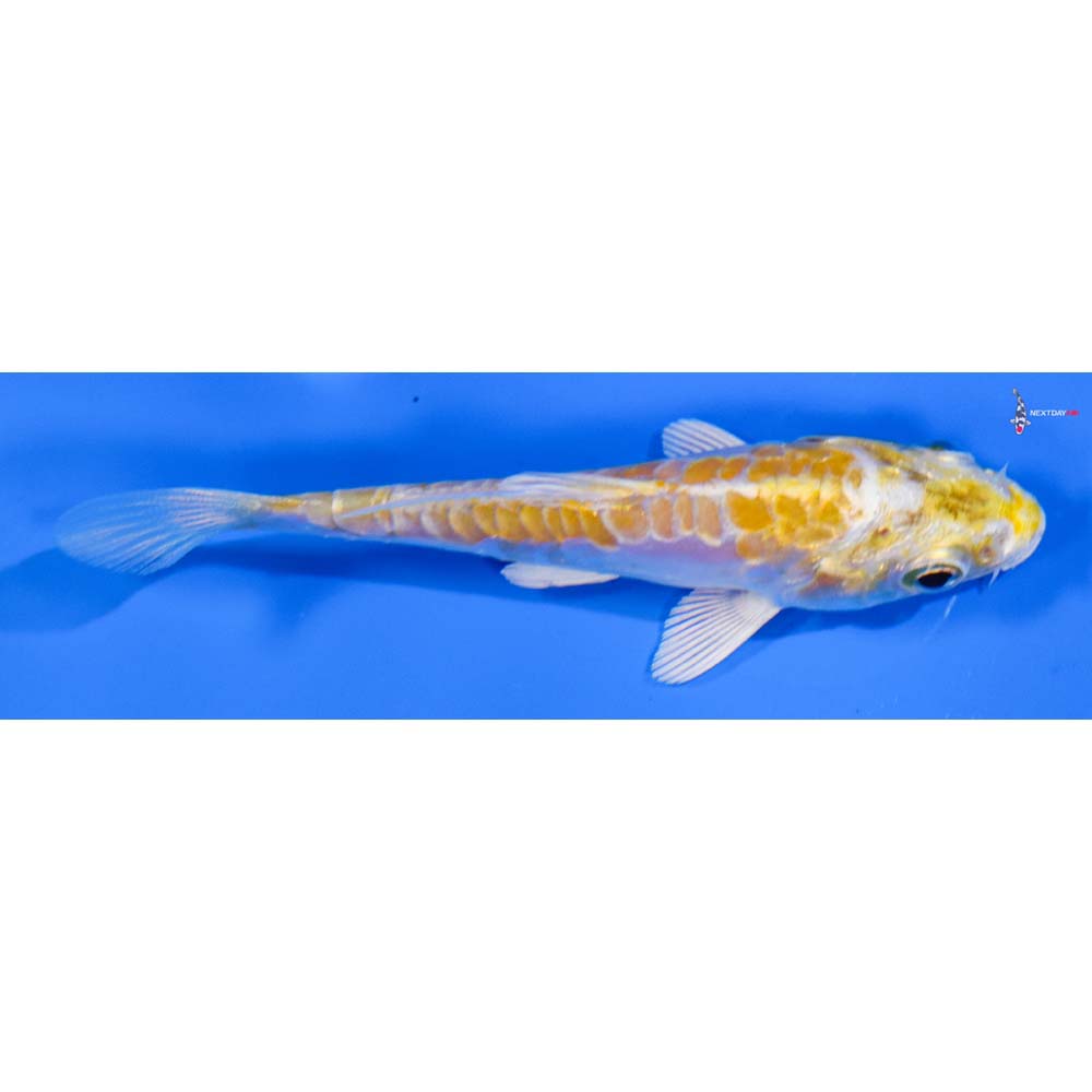 3” Imported Doitsu Lemon Hariwake