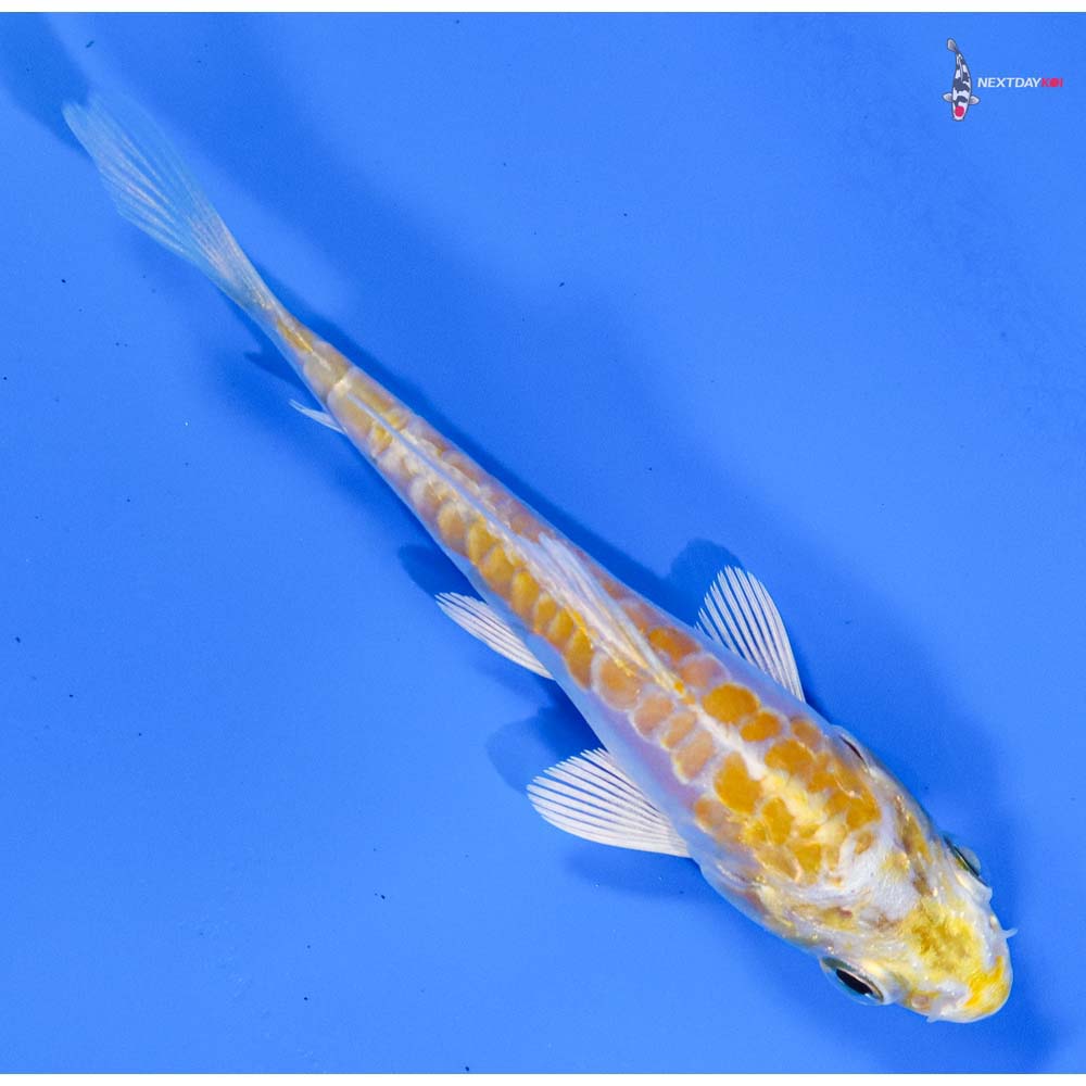 3” Imported Doitsu Lemon Hariwake