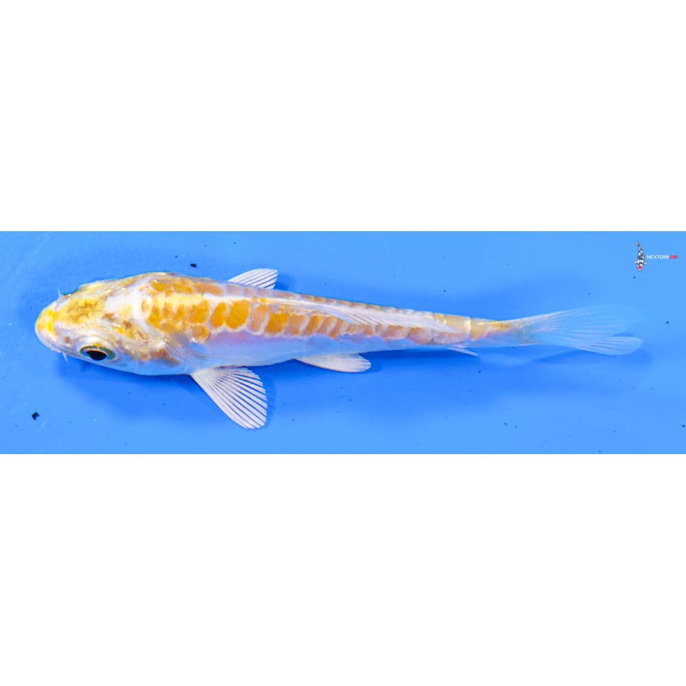 3” Imported Doitsu Lemon Hariwake