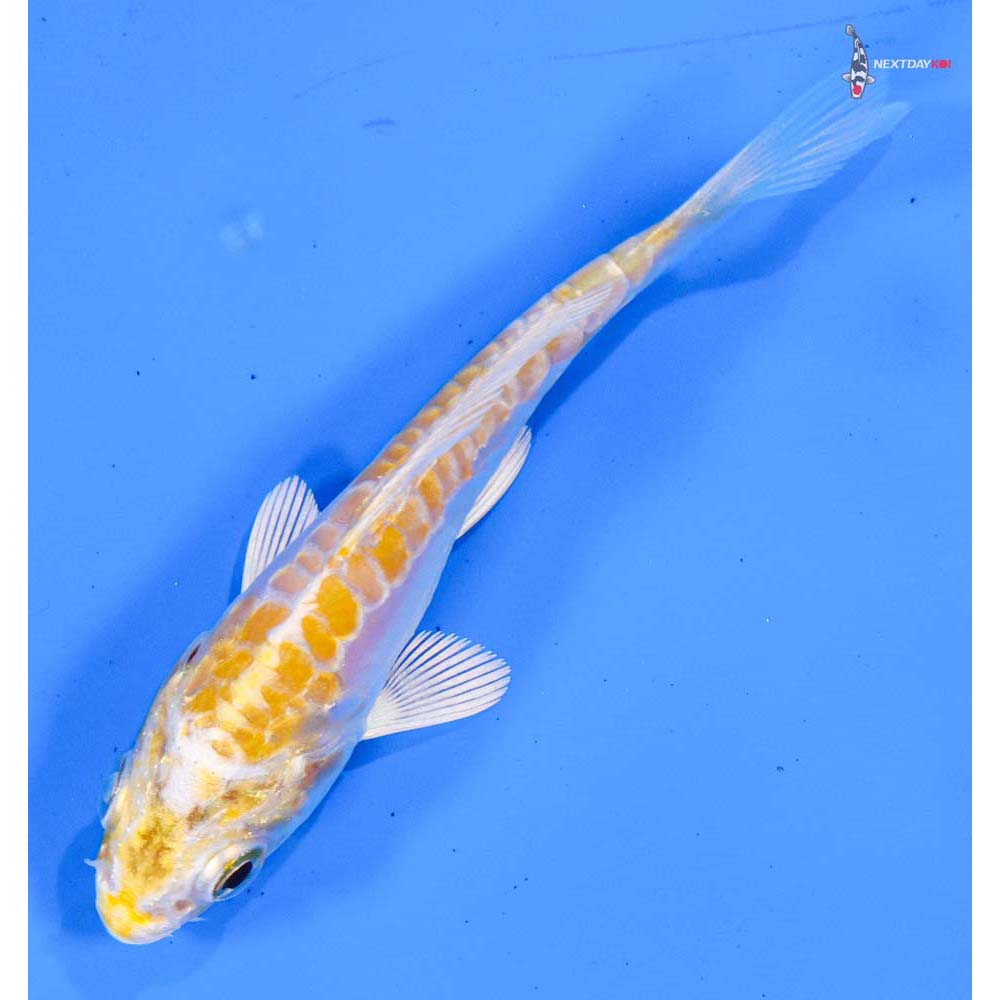3” Imported Doitsu Lemon Hariwake