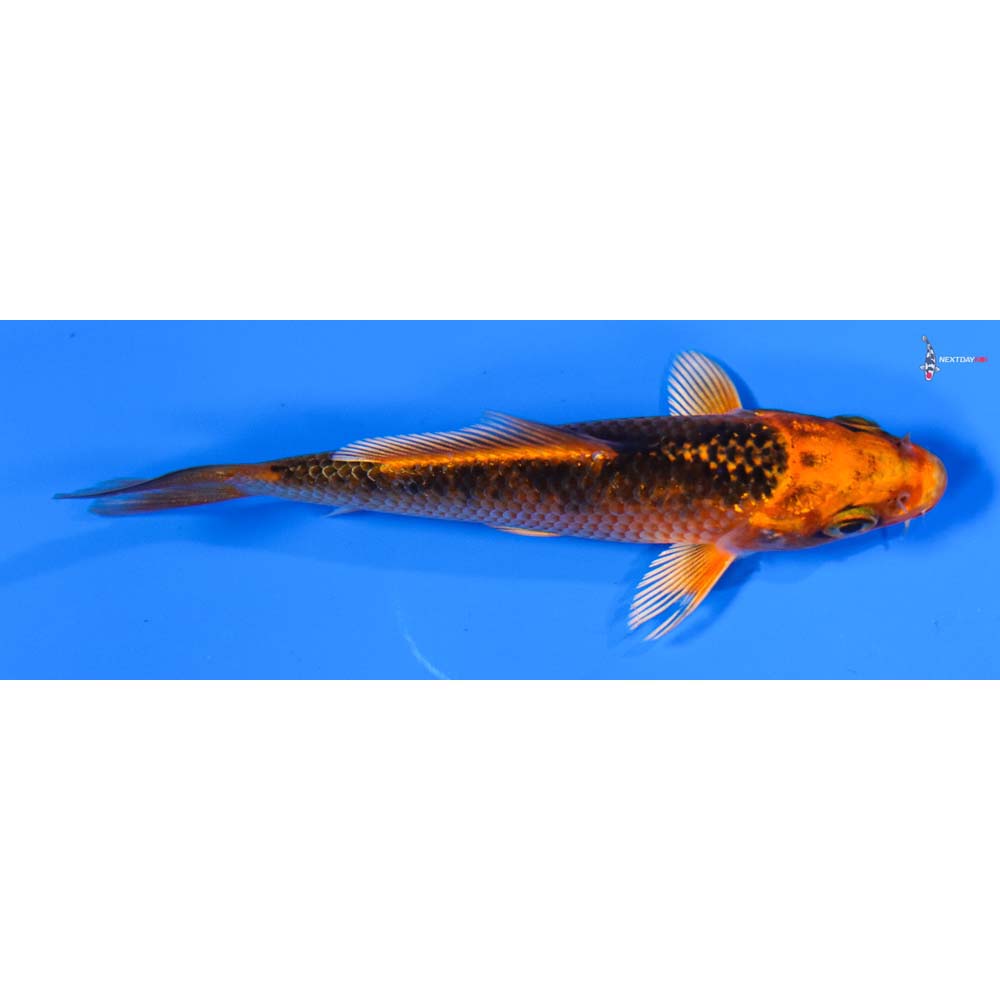 3” Imported Orenji Matsuba