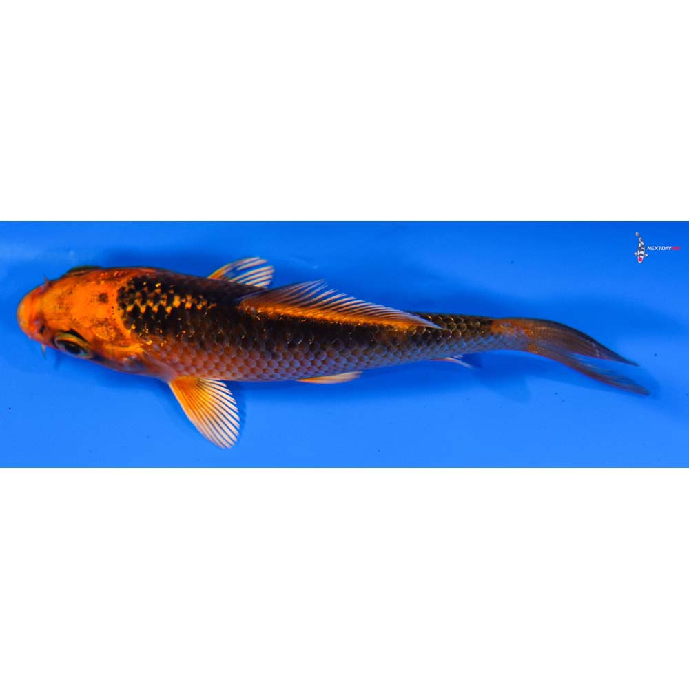 3” Imported Orenji Matsuba