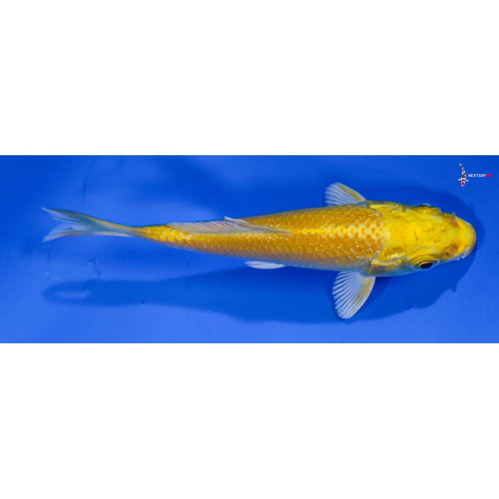3.5” Imported Yamabuki Ogon