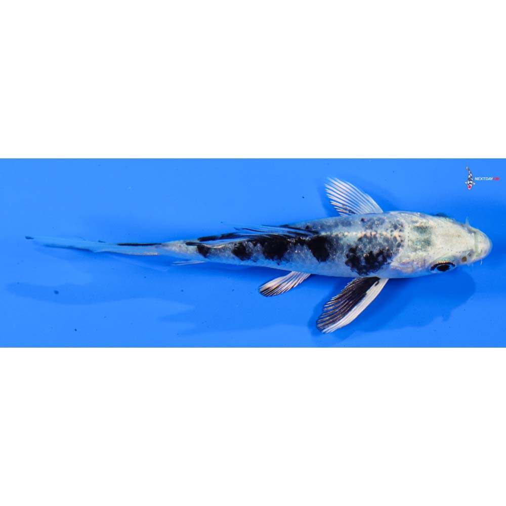 3.5” Imported Gin Shiro Bekko Butterfly Koi