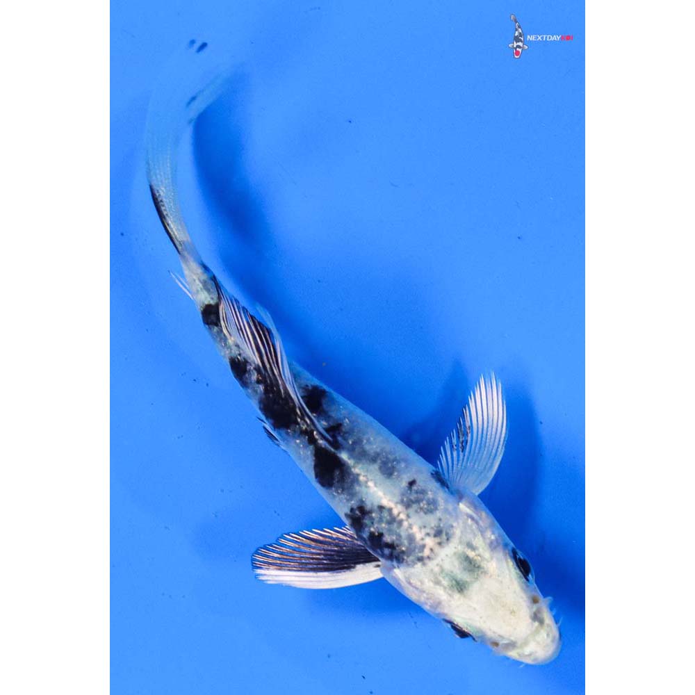 3.5” Imported Gin Shiro Bekko Butterfly Koi