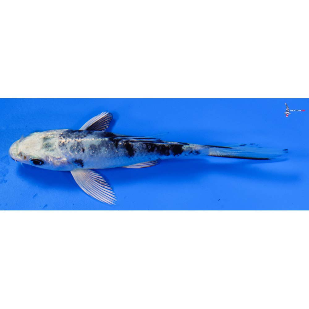 3.5” Imported Gin Shiro Bekko Butterfly Koi