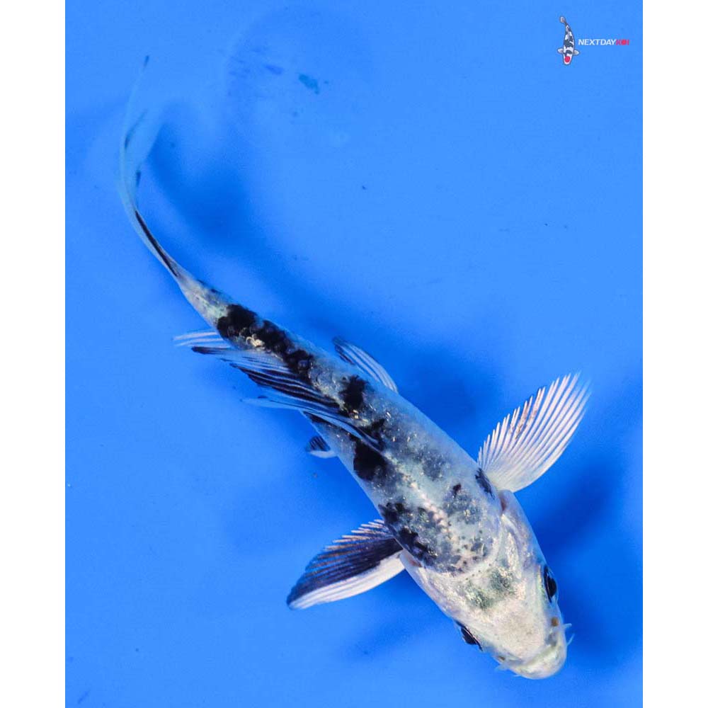 3.5” Imported Gin Shiro Bekko Butterfly Koi