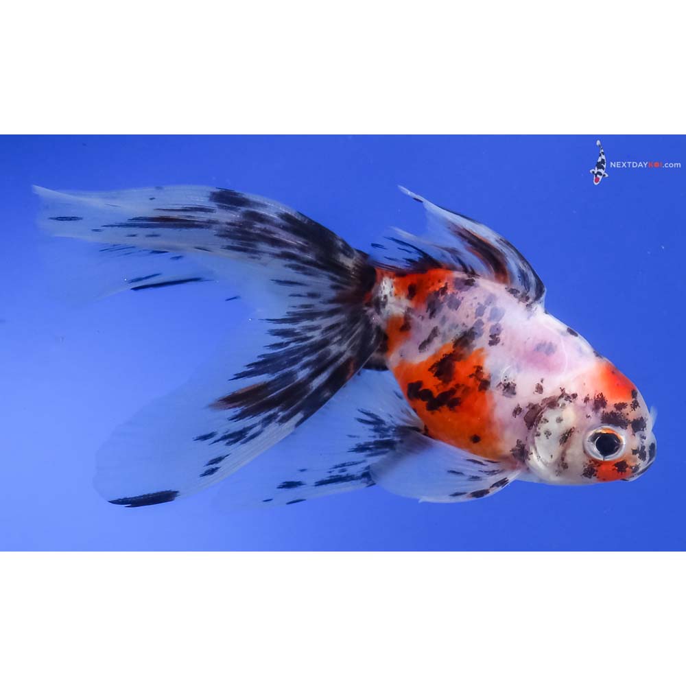 4.5” Imported Calico Fantail
