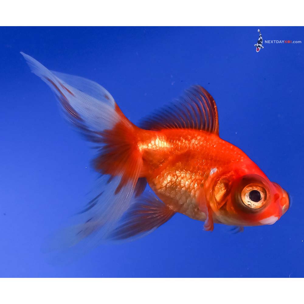 4” Imported Red Butterfly Tail