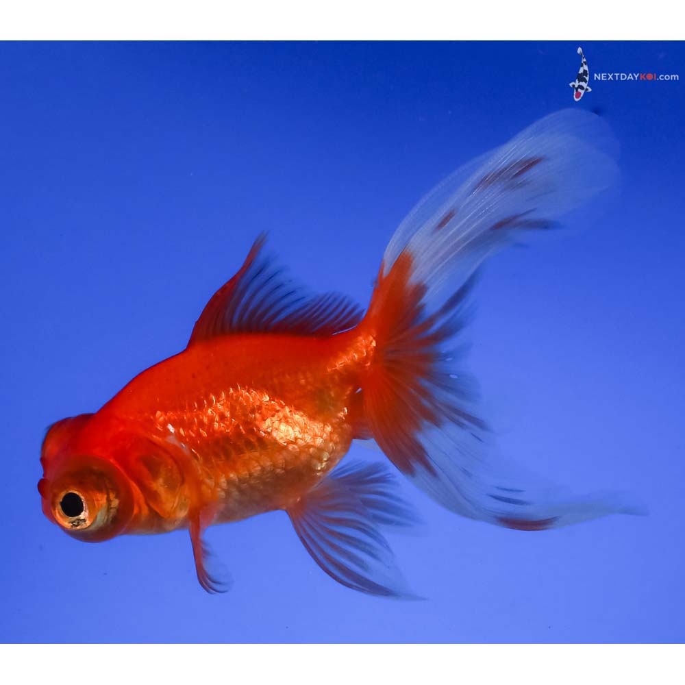4” Imported Red Butterfly Tail