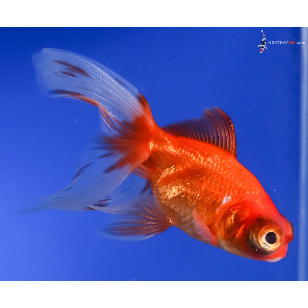 4” Imported Red Butterfly Tail